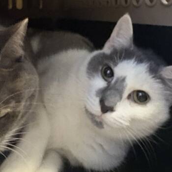 Rescue Domestic Short Hair Cats for Adoption in Dallas, Texas - Piper | PetCurious