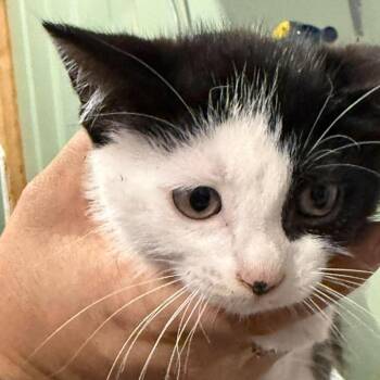 Lane -  Domestic Medium Hair Cat for Adoption in Ferndale, Washington - Lane | PetCurious