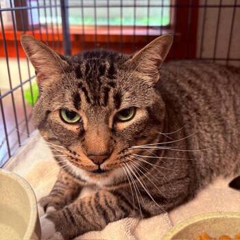Tabby Cats Available for Adoption - Yoda | PetCurious
