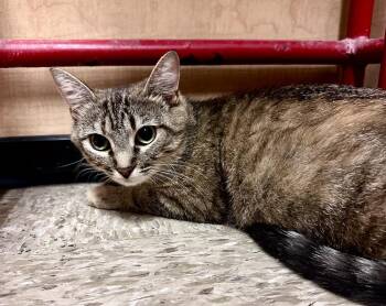 Brioche -  Domestic Short Hair and Tabby Cat for Adoption in Emerald Isle, North Carolina - Brioche | PetCurious
