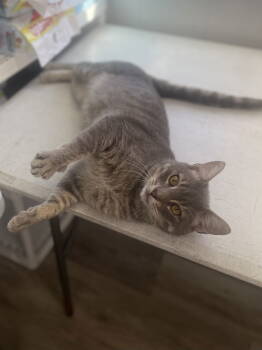 Rescue Domestic Short Hair Cats for Adoption in Trenton, New Jersey - Dobie | PetCurious