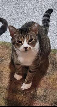 Domestic Short Hair Cats Available for Adoption in Walled Lake, Michigan - Diablo (Must Be Adopted With Frass) | PetCurious