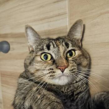 Trixx Spice -  Domestic Short Hair and Dilute Calico Cat for Adoption in Chandler, Arizona - Trixx Spice | PetCurious