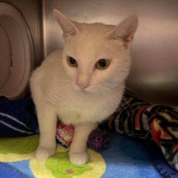 Phyllis-more -  Domestic Short Hair Cat for Adoption in Providence, Rhode Island - Phyllis-more | PetCurious