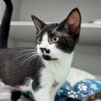 Nolan -  Domestic Short Hair Cat for Adoption in Atlanta, Georgia - Nolan | PetCurious