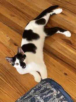 Rescue American Shorthair Cats for Adoption in Montclair, New Jersey - Patches And Peaches | PetCurious