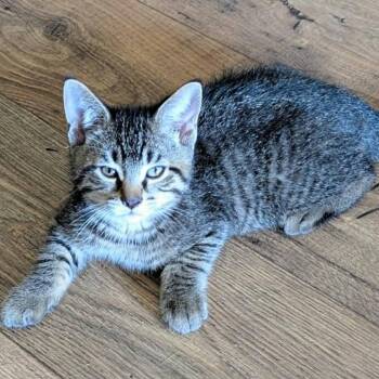 Domestic Short Hair Cats Available for Adoption in West Olive, Michigan - Johnny | PetCurious