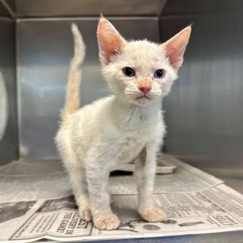 SIDNEY -  Domestic Short Hair Cat for Adoption in Riverside, California - SIDNEY | PetCurious