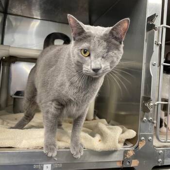 Frank -  Domestic Short Hair Cat for Adoption in Roanoke, Virginia - Frank | PetCurious