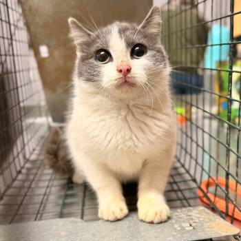 Rescue Domestic Short Hair Cats for Adoption in Evensville, Tennessee - Nessa | PetCurious