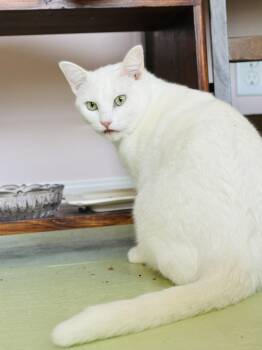 Domestic Short Hair Cats Available for Adoption - Northstar (Courtesy Post) | PetCurious