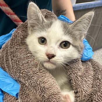 Rock -  Domestic Short Hair Cat for Adoption in West Olive, Michigan - Rock | PetCurious