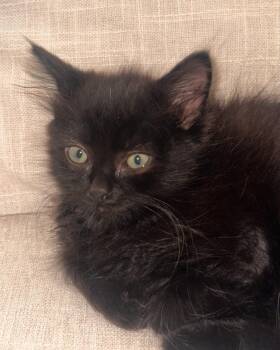 Domestic Medium Hair Cats Available for Adoption in San Francisco, California - Nibbler | PetCurious