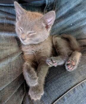 Tadpole -  Domestic Short Hair Cat for Adoption in Quakertown, Pennsylvania - Tadpole | PetCurious
