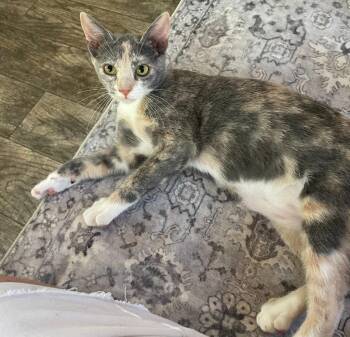 Roseanna -  Calico and Domestic Short Hair Cat for Adoption in Garner, North Carolina - Roseanna | PetCurious