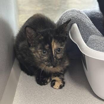 8-130 Macy -  Domestic Short Hair Cat for Adoption in Starkville, Mississippi - 8-130 Macy | PetCurious