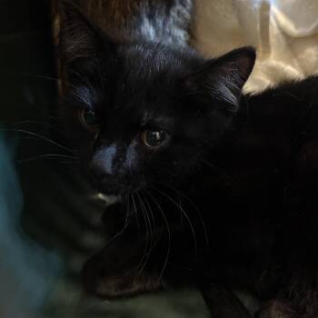 Poppy -  Domestic Short Hair Cat for Adoption in Louisville, Kentucky - Poppy | PetCurious