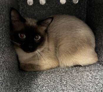 TAI -  Domestic Medium Hair Cat for Adoption in Dallas, Texas - TAI | PetCurious