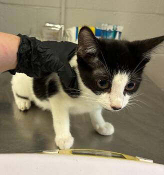 Squeek -  Domestic Short Hair Cat for Adoption in Cincinnati, Ohio - Squeek | PetCurious