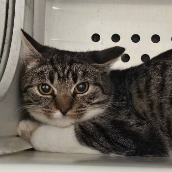 Rescue Domestic Short Hair Cats for Adoption in Chatham, Virginia - Elvira | PetCurious