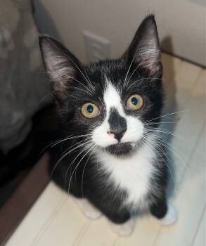 Rescue Tabby Cats for Adoption in San Antonio, Texas - Jasper | PetCurious