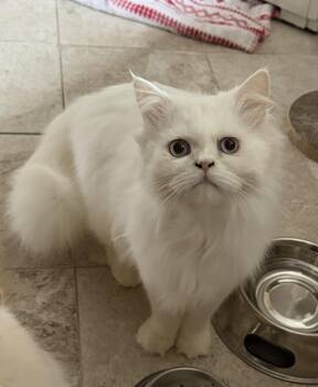 Himalayan and Ragdoll Cats Available for Adoption in Manalapan Township, New Jersey - Akan!!! | PetCurious