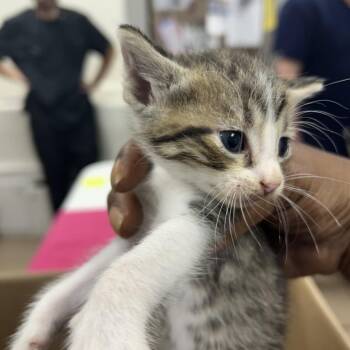 Smokie -  Domestic Short Hair Cat for Adoption in Starkville, Mississippi - Smokie | PetCurious