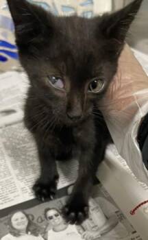 ARABELLA -  Domestic Short Hair Cat for Adoption in Pensacola, Florida - ARABELLA | PetCurious