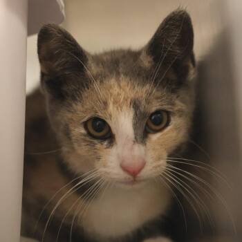 Vuitton -  Domestic Short Hair Cat for Adoption in Briarcliff Manor, New York - Vuitton | PetCurious