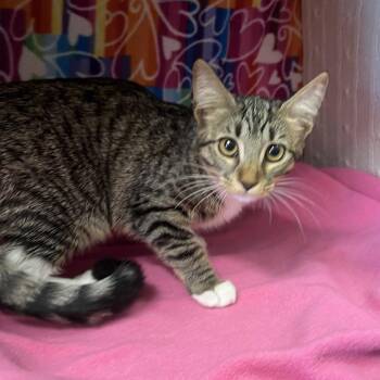 Talia -  Domestic Short Hair Cat for Adoption - Talia | PetCurious