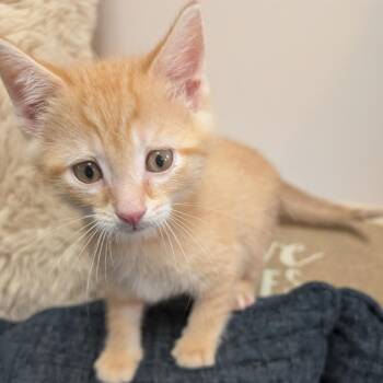 Biscotti -  Domestic Short Hair Cat Available for Adoption in Bordentown, New Jersey - Biscotti | PetCurious