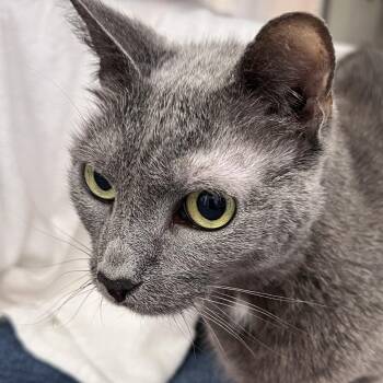 Gracey -  Domestic Short Hair Cat for Adoption in Pittsburgh, Pennsylvania - Gracey | PetCurious