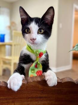 Figaro Ferrell -  Tuxedo and Domestic Short Hair Cat for Adoption in Friendswood, Texas - Figaro Ferrell | PetCurious