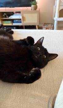 Oli -  Bombay Cat for Adoption in Los Angeles, California - Oli | PetCurious