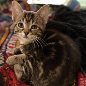 Huntress -  Domestic Short Hair Cat for Adoption in South Elgin, Illinois - Huntress | PetCurious