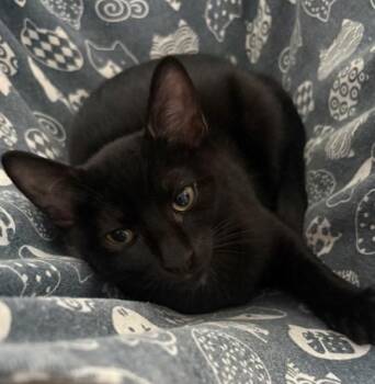 Soot -  Domestic Short Hair Cat for Adoption in Cumberland, Maine - Soot | PetCurious