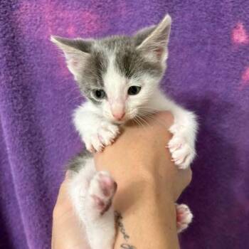 Propane -  Domestic Short Hair Cat for Adoption in Wichita, Kansas - Propane | PetCurious