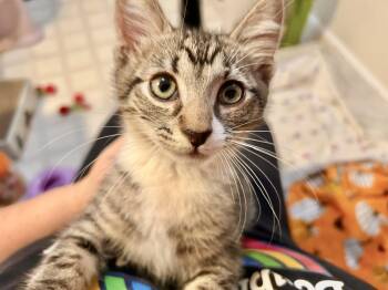 Fuzzy Socks (bonded with Mittens) -  Domestic Short Hair Cat for Adoption in San Francisco, California - Fuzzy Socks (bonded With Mittens) | PetCurious