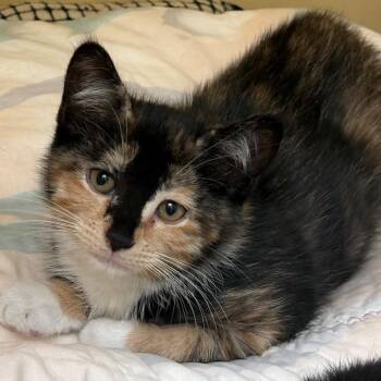 Jo -  Domestic Short Hair Cat for Adoption in East Hanover, New Jersey - Jo | PetCurious