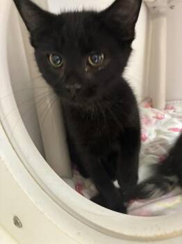Batman -  Domestic Short Hair Cat for Adoption in Salt Lake City, Utah - Batman | PetCurious