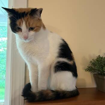Stella -  Calico Cat for Adoption in Traverse City, Michigan - Stella | PetCurious