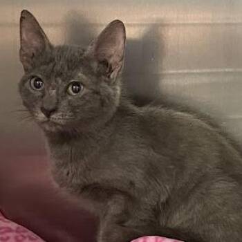 0830-C26 -  Domestic Short Hair Cat for Adoption in Port Charlotte, Florida - 0830-C26 | PetCurious