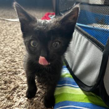 Dahliah -  Domestic Short Hair Cat for Adoption in Winston-salem, North Carolina - Dahliah | PetCurious