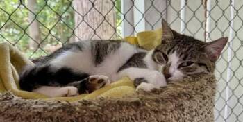 Carol -  Domestic Short Hair Cat for Adoption in Ashland, Ohio - Carol | PetCurious
