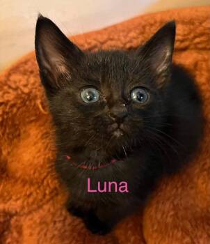 Luna -  Domestic Short Hair Cat Available for Adoption in Leonardtown, Maryland - Luna | PetCurious