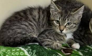 94044A Toni Tiger-Petco North Charleston -  Domestic Short Hair Cat for Adoption in North Charleston, South Carolina - 94044A Toni Tiger-Petco North Charleston | PetCurious