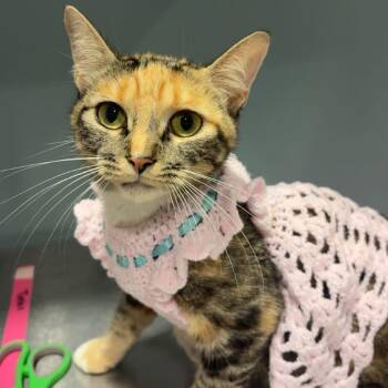 Cheetah -  Domestic Short Hair Cat for Adoption in Chattanooga, Tennessee - Cheetah | PetCurious