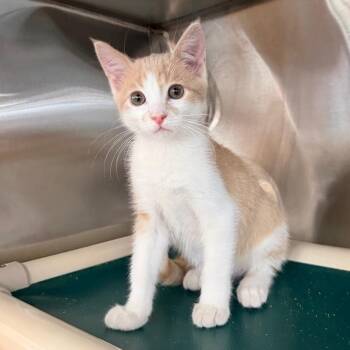 Buoy -  Domestic Short Hair Cat for Adoption in Spanish Fork, Utah - Buoy | PetCurious