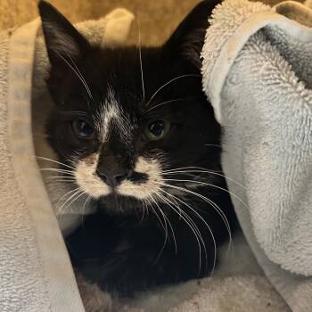 Domestic Short Hair Cats Available for Adoption - Fable | PetCurious