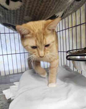 Rolanda -  Domestic Short Hair Cat for Adoption in Crossville, Tennessee - Rolanda | PetCurious